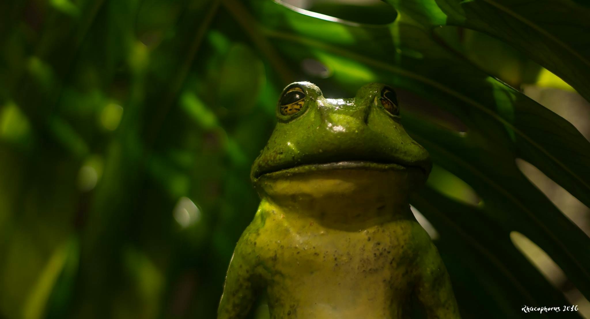 Image Rhacophorus - Extrait