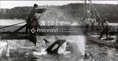 Vidéo NARRATION ARTE les orques en peril 