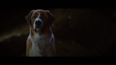 Video Dutch | trailer voice | Filmtrailer
