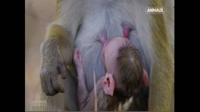Vidéo  La dynastie des singes  (douce, bienveillante, maternelle) Animaux / Narration - commentaire