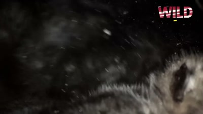 Vidéo Wild Wolf Lucy Garcia Fini