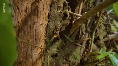 Vidéo La forêt des fourmis