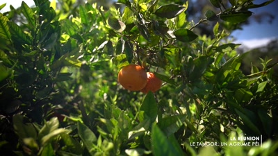 Vidéo OUTREMER GOURMAND FRANCE 3 : LE TANGOR